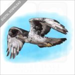 African Hawk Eagle stock art drawing