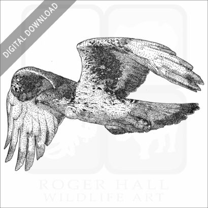 African Hawk Eagle stock image