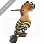 African Hoopoe stock art image