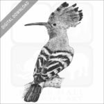 Stock art image of an African Hoopoe
