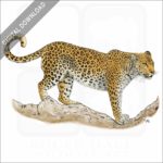 African Leopard stock art drawing