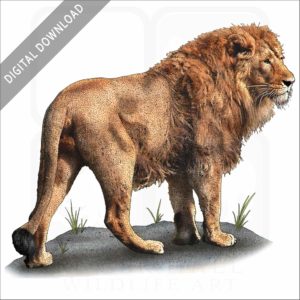 African Lion stock art image