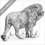 African Lion stock image