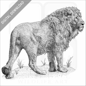 African Lion stock image