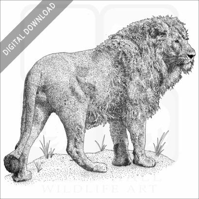 African Lion stock image