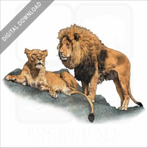 African Lions stock image