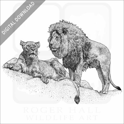 African Lion and Lioness stock image