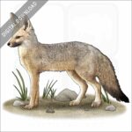 African Pale fox stock image