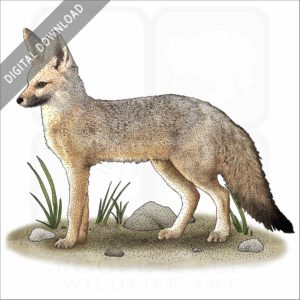 African Pale fox stock image