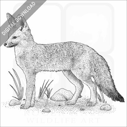 African Pale Fox stock image