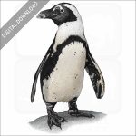 African Penguin stock art image