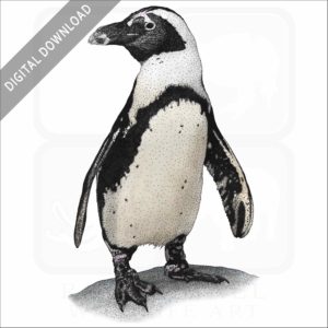 African Penguin stock art image