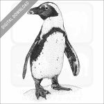 African Penguin stock art