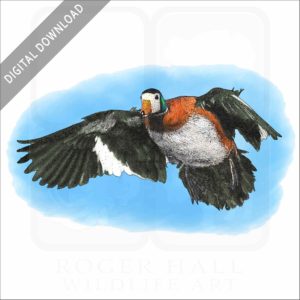 African Pygmy Goose stock illustration