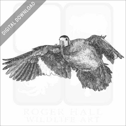 African Pygmy Goose black and white drawing