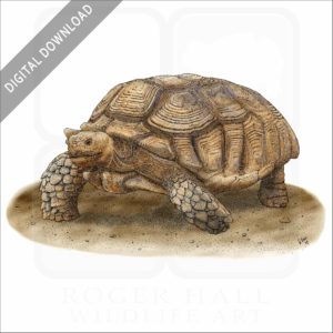 African Spurred Tortoise stock image