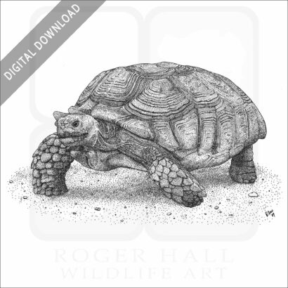 African-Spurred Tortoise