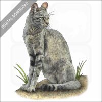 African Wild Cat stock art image