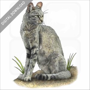 African Wild Cat stock art image