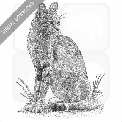 African Wild Cat stock art image