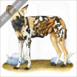 African Wild Dog stock art image