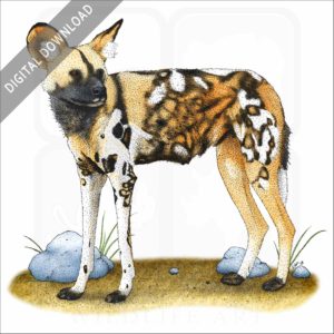 African Wild Dog stock art image