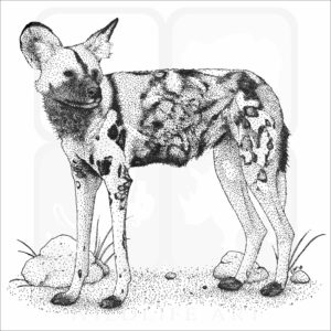 African Wild Dog illustration