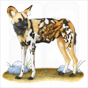 African Wild Dog illustration