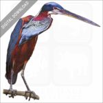 Agami Heron illustration