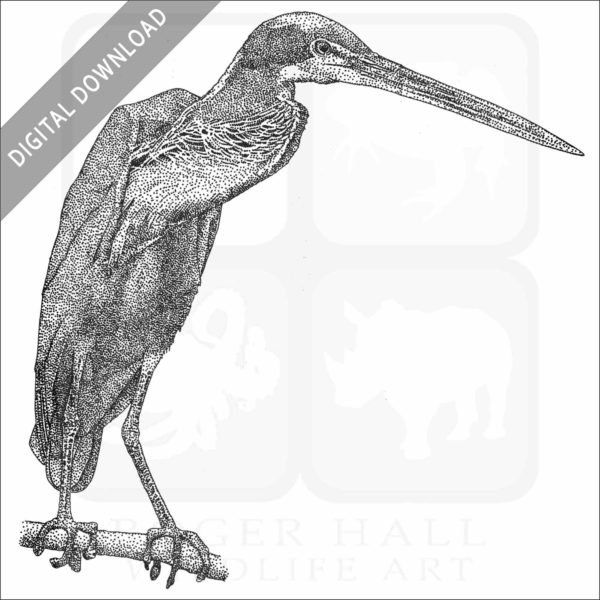 Agami Heron stock art illustration