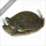 Alabama Red-Bellied Cooter stock art image