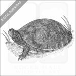 Alabama Red-Bellied Cooter stock art image