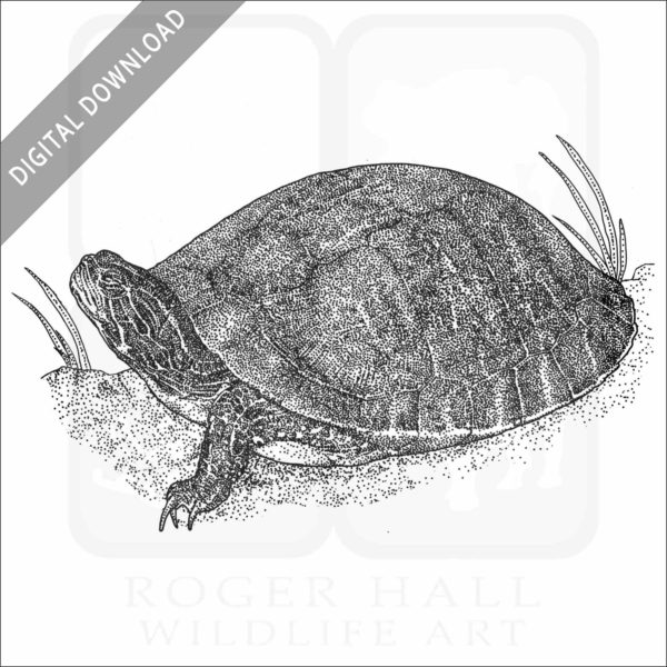 Alabama Red-Bellied Cooter stock art image