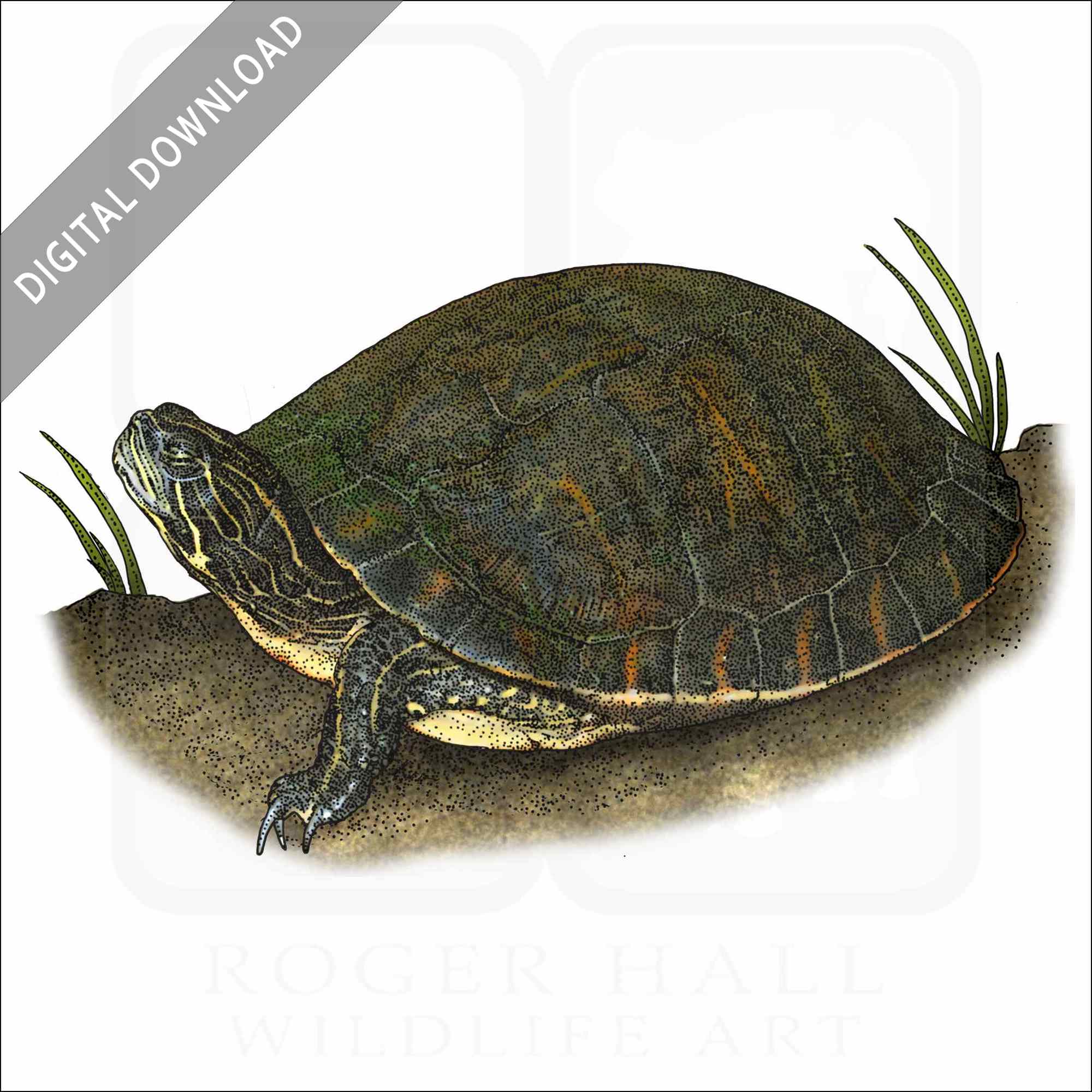 Alabama Red-Bellied Cooter Alabama Red-Bellied Cooter stock art image