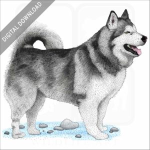 Alaskan Malamute stock art image