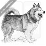 Stock Art Drawing of an Alaskan Malamute - Image 2