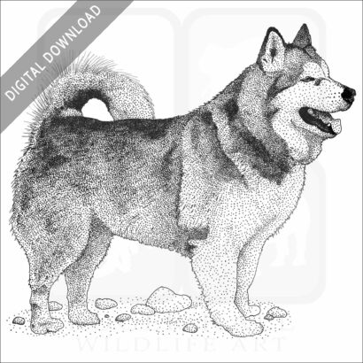 Stock Art Drawing of an Alaskan Malamute - Image 2