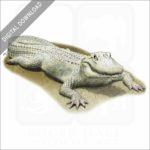 Albino American Alligator stock art image