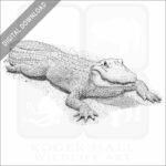 Albino American Alligator stock image