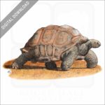 Aldabra Tortoise stock art image