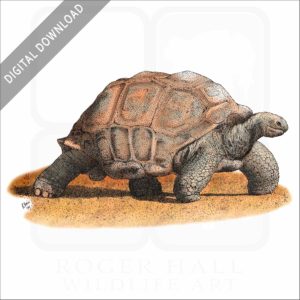 Aldabra Tortoise stock art image