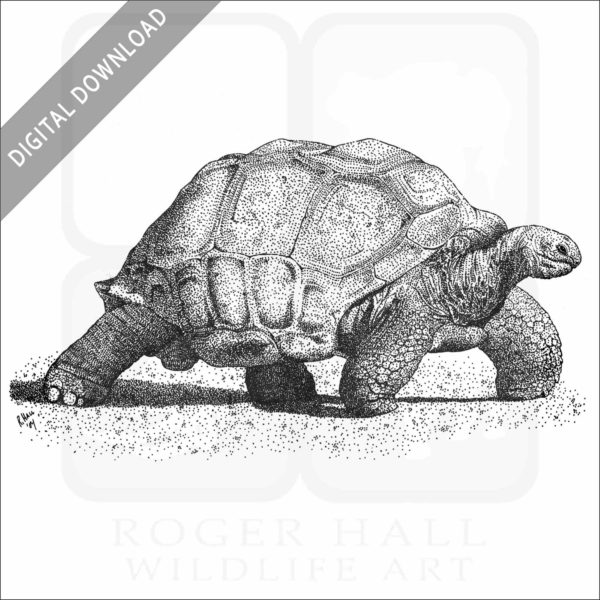Aldabra Tortoise stock image