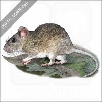 Allegheny Woodrat stock art illustration