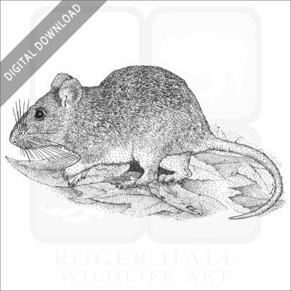 Allegheny Woodrat stock art image