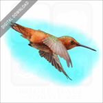 Allen's Hummingbird stock illustration