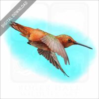 Allen's Hummingbird stock illustration