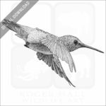 Allen's Hummingbird stock image