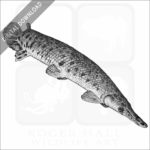Alligator Gar stock image