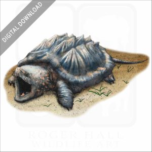 Alligator Snapping Turtle stock image