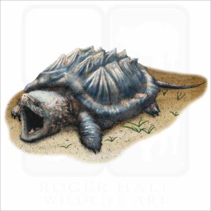 Alligator Snapping Turtle illustration